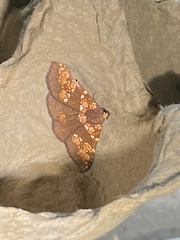 Saroba pustulifera