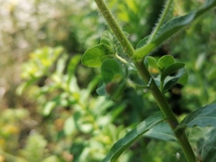Euphorbia hirsuta