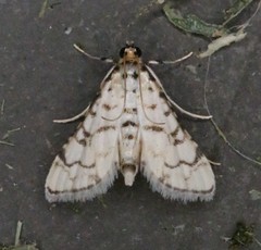 Hileithia rehamalis
