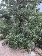 Quercus gambelii