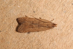 Helcystogramma lutatella