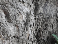 Hemidactylus flaviviridis