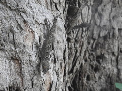 Hemidactylus flaviviridis