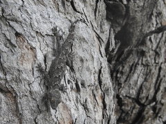 Hemidactylus flaviviridis