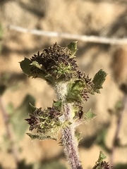 Hazardia squarrosa grindelioides