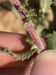 Hazardia squarrosa grindelioides