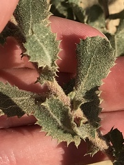 Hazardia squarrosa grindelioides