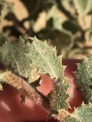 Hazardia squarrosa grindelioides