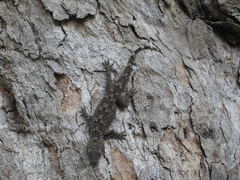 Hemidactylus flaviviridis