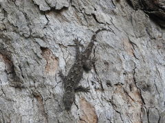 Hemidactylus flaviviridis