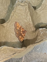 Saroba pustulifera
