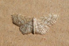 Idaea moniliata