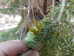 Arceuthobium abietinum