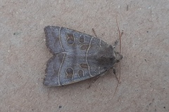 Ipimorpha subtusa