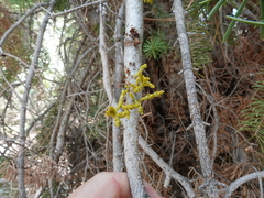 Arceuthobium abietinum