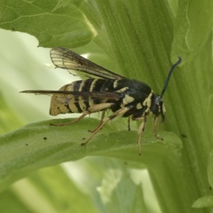 Paranthrene simulans