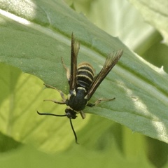 Paranthrene simulans
