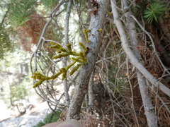 Arceuthobium abietinum