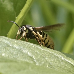 Paranthrene simulans
