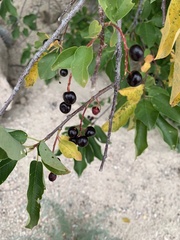 Magnoliopsida