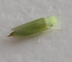 Cicadellidae