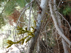 Arceuthobium abietinum