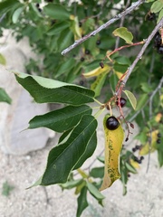 Magnoliopsida