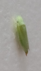 Cicadellidae