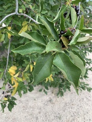 Magnoliopsida