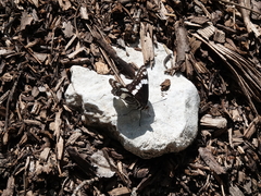 Limenitis weidemeyerii nevadae