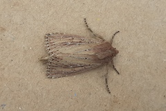 Nonagria typhae