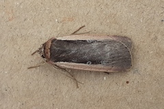Ochropleura leucogaster