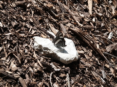 Limenitis weidemeyerii nevadae