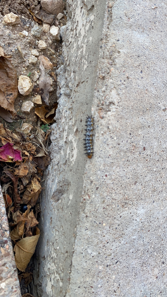 Butterflies and Moths from San Angelo on July 24, 2021 at 1156 AM by