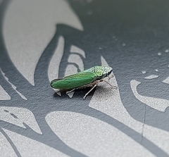 Graphocephala psephena