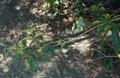 Excoecaria agallocha