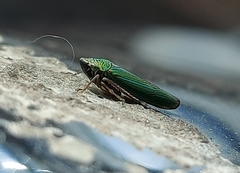 Graphocephala psephena