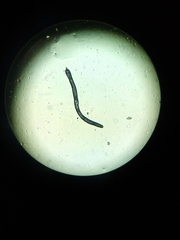 Dracunculus insignis