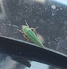 Graphocephala psephena