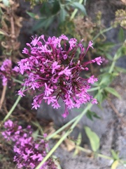 Centranthus ruber