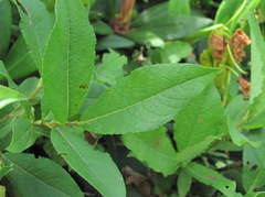 Salix apoda