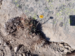 Erigeron aureus