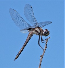 Tramea cophysa