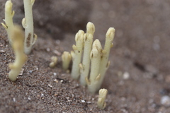 Hippophae rhamnoides