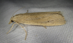 Thopeutis forbesellus