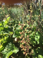 Heuchera rubescens