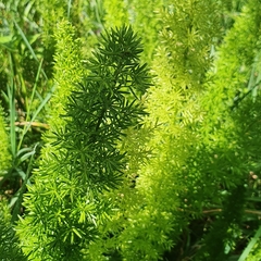 Asparagus densiflorus