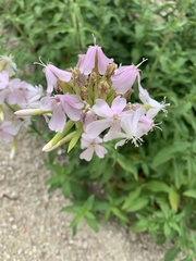 Saponaria officinalis