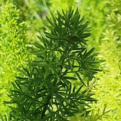 Asparagus densiflorus