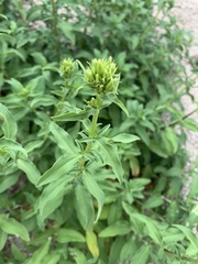 Saponaria officinalis